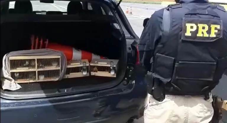 Animais estavam sendo transportados sem ventilação e alimentação, da BA até SP | Foto: Divulgação | PRF