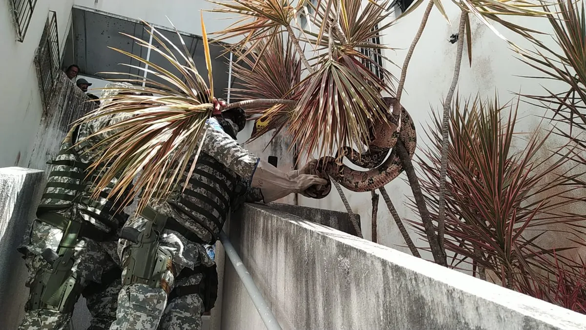 Só em 2020 foram mais de 1.200 animais silvestres capturados