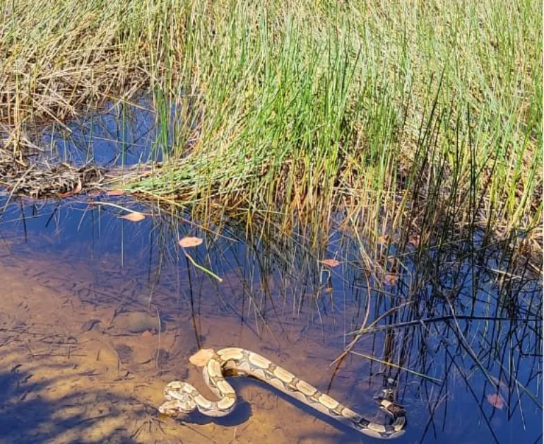 Todos animais chegaram ao CETAS por meio das Polícias ambientais | Foto: Divulgação | CETAS