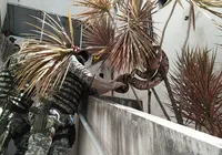 Guarda Civil resgata serpente em condomínio de Salvador