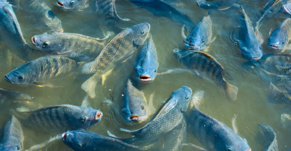 Serão debatidos o cenário da piscicultura no Brasil em um momento de crise sanitária e econômica | Foto: Reprodução | Agrishow