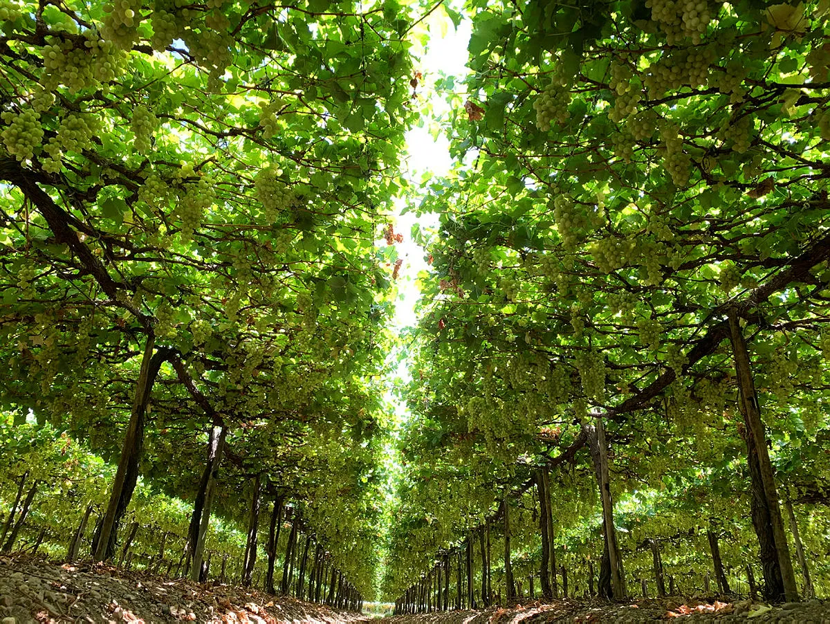 No vale São Francisco o maior polo de irrigação do país, produzindo frutas para o Brasil e o mundo, o agro não pode parar | Foto: Tássio Lustoza | Valexport