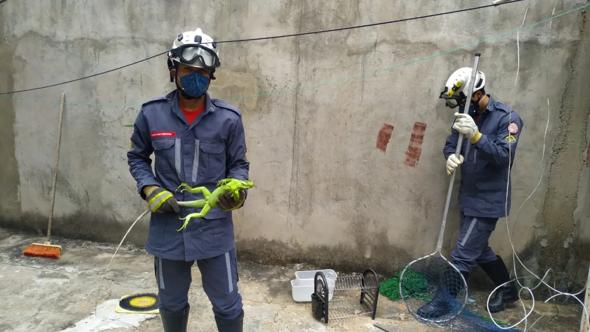 Os dois animais foram conduzidos de volta à natureza pelas equipes | Foto: Divulgação | Corpo de Bombeiros
