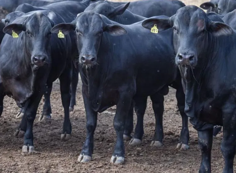 Houve uma queda na Bahia de 19,8% em relação a 2019 | Foto: Arquivo | Agência Brasil