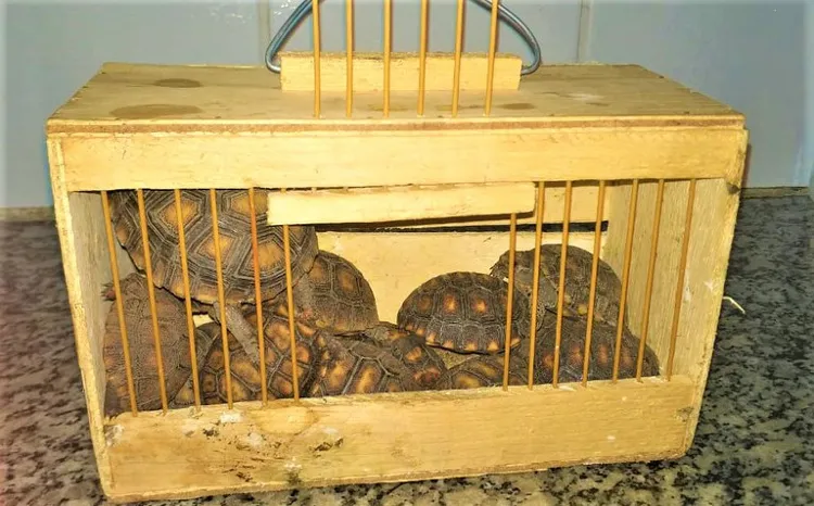 Animais foram encontrados dentro de caixa | Foto: Divulgação | PRF