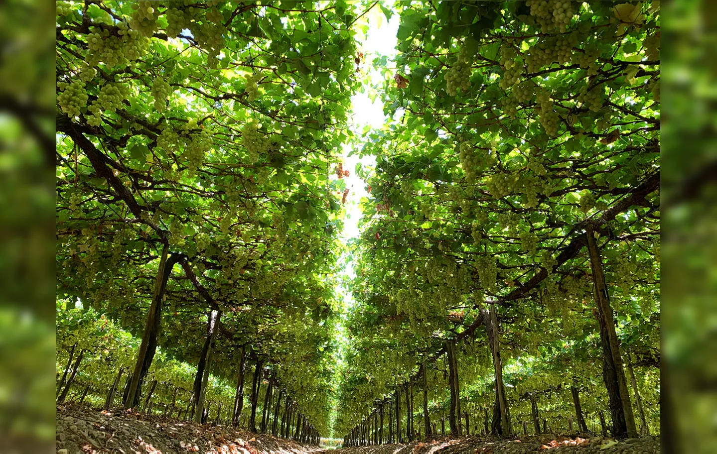 No vale São Francisco o maior polo de irrigação do país, produzindo frutas para o Brasil e o mundo, o agro não pode parar | Foto: Tássio Lustoza | Valexport