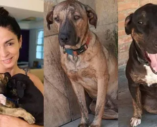 ONG revela que cães vira-lata devolvidos por Cláudia Ohana estão com depressão