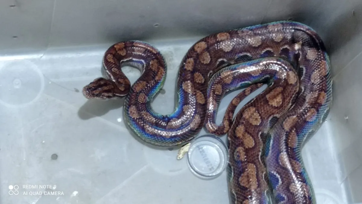 Jiboia possui 1,20 metros e 3kg | Foto: Divulgação | GCM
