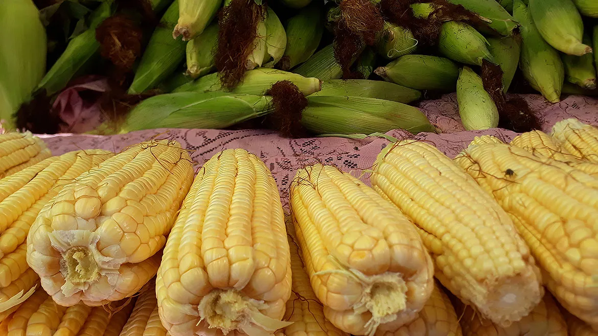 Cereal é base de delicias como a canjica e o cuscuz | Miriam Hermes | Ag. A TARDE