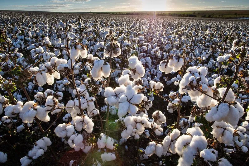 O plantio-isca preconiza, além do cinturão de algodão em volta da bordadura externa da lavoura, um “filtro” entre os talhões e um recuo estratégico entre a faixa isca e a lavoura.