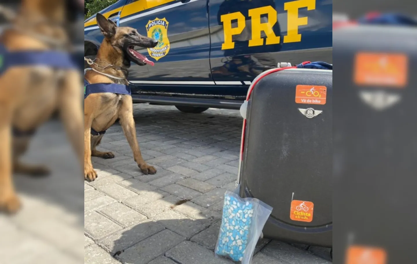 Cão farejador sinalizou que havia droga dentro de uma mala | Foto: Divulgação | PRF