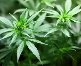 Deputados baianos confiam em aprovação de PL da cannabis medicinal
