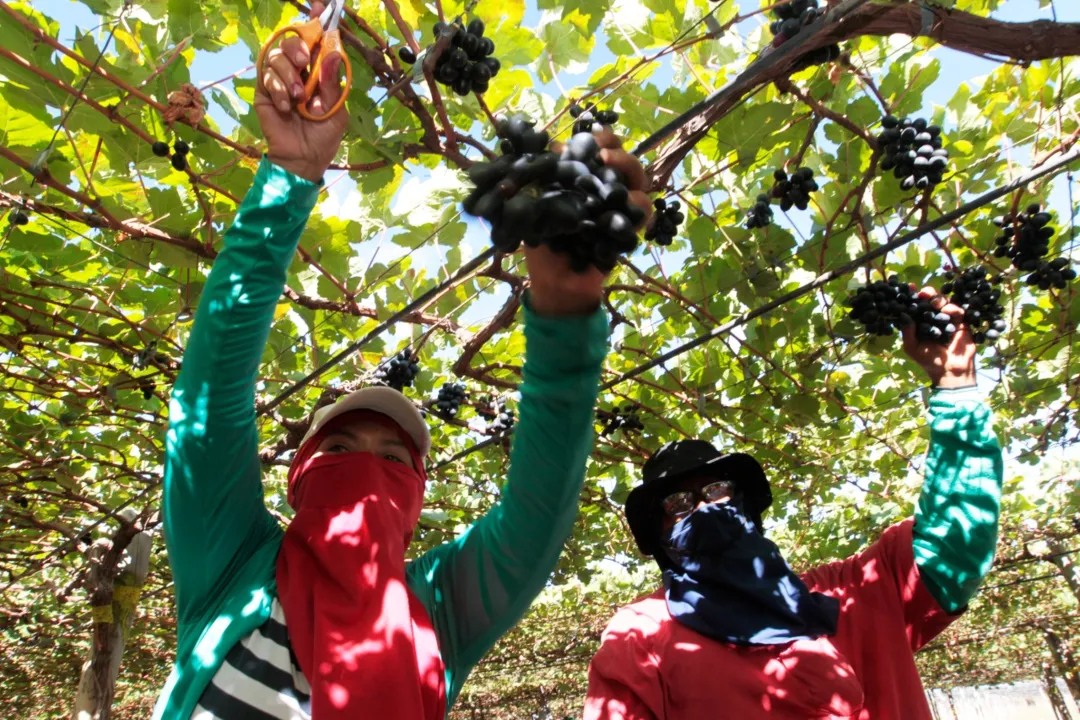 A cidade baiana concentra boa parte dos produtores de frutas frescas entre as cidades que integram o chamado Submédio São Francisco.