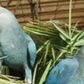 Filhotes de ararinhas-azuis nascem na Bahia após 20 anos de extinção no Brasil imagem
