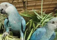 Filhotes de ararinhas-azuis nascem na Bahia após 20 anos de extinção no Brasil imagem