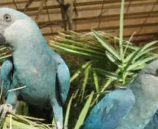 Filhotes de ararinhas-azuis nascem na Bahia após 20 anos de extinção no Brasil