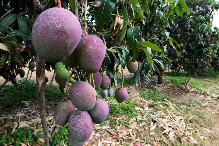 Imagem ilustrativa da imagem Bahia produz mais de 30% das frutas do país e região de Juazeiro lidera exportação de uva e manga
