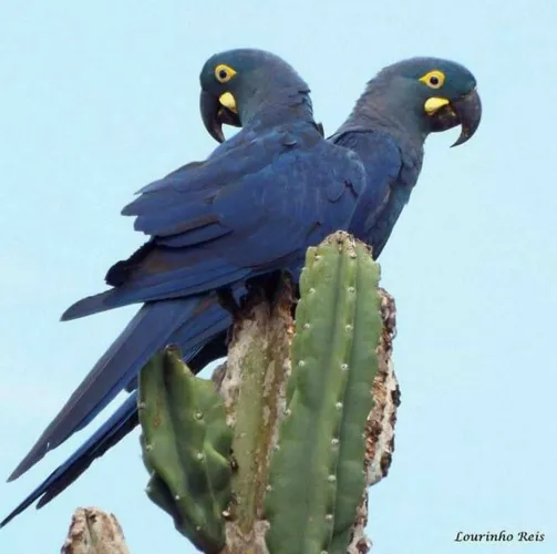 Ararinha azul de lear é preservada em Euclides da Cunha | Foto: Lourinho Reis | Divulgação