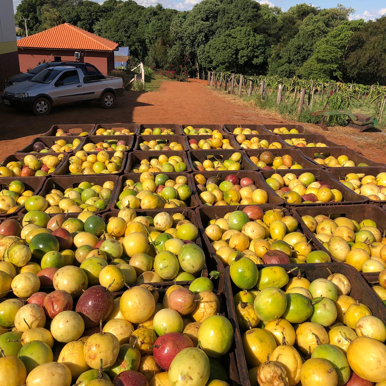 Regiões de Produção - Frutas do Brasil