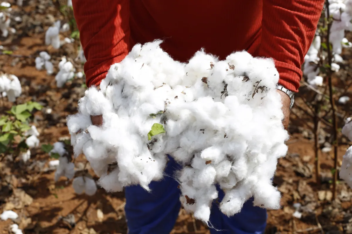 Cadeia produtiva do algodão pode ter um novo olhar
