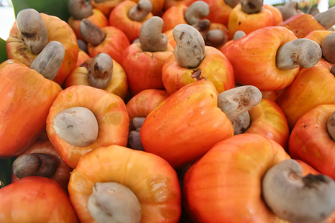 Caju é uma fruta nordestina rica em vitamina C e zinco | Foto: Jorge Sabino | Divulgação