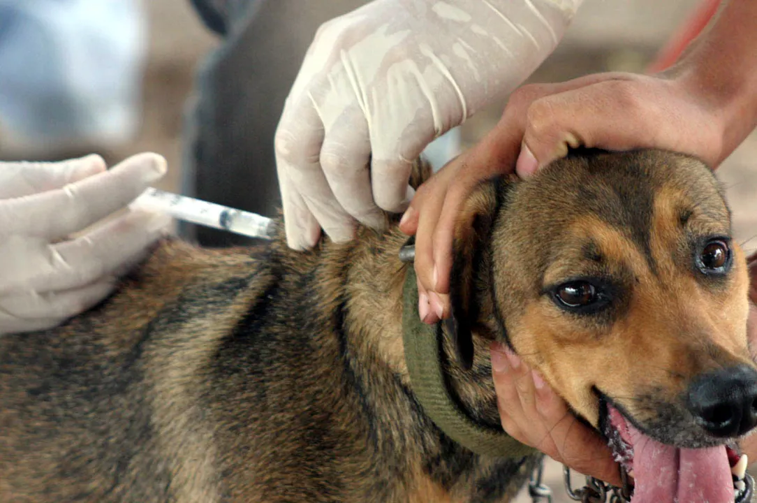 Podem tomar a vacina cães e gatos a partir dos 3 meses de vida | Foto: Divulgação/SESA