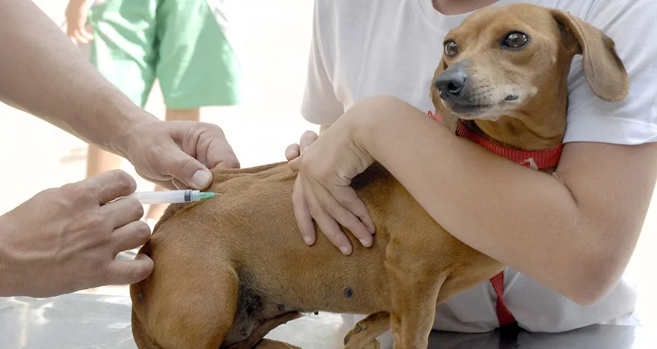 Cães e gatos a partir de três meses de idade devem receber a primeira dose da vacina, seguida do reforço anual | Foto: Marcelo Camargo | Agência Brasil