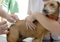 Salvador inicia campanha de vacinação contra a raiva para cães e gatos