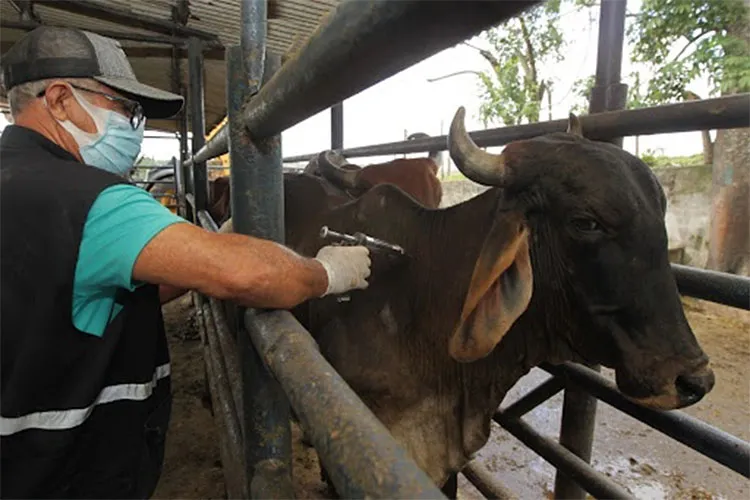 A medida é uma determinação do Ministério da Agricultura, atendendo demanda da Organização Mundial de Saúde Animal | Foto: Divulgação | ADAB