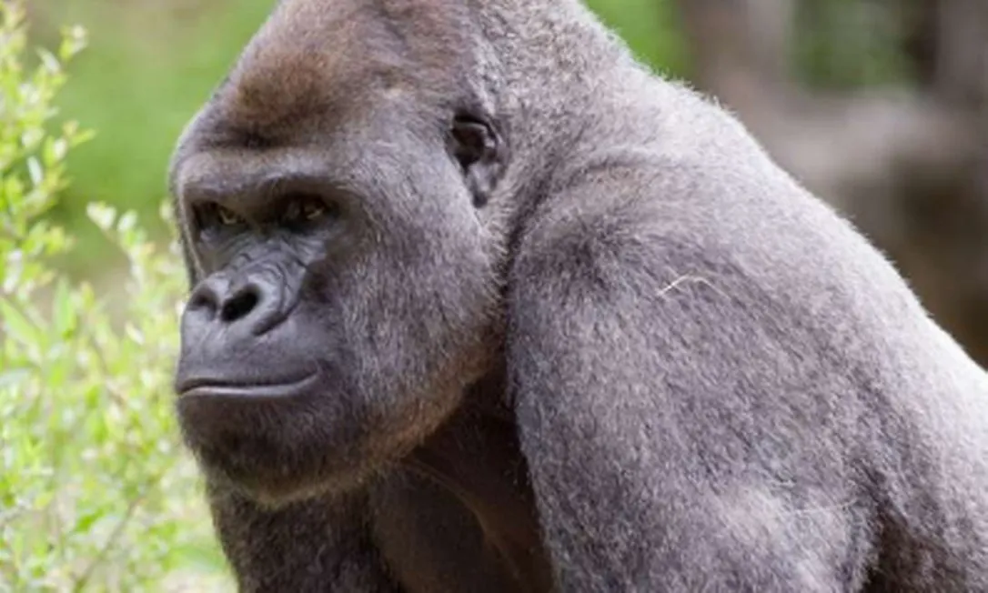 Os primatas foram examinados depois que seus cuidadores os viram tossir e notaram outros sintomas | Foto: Reprodução | Zoo Atlanta