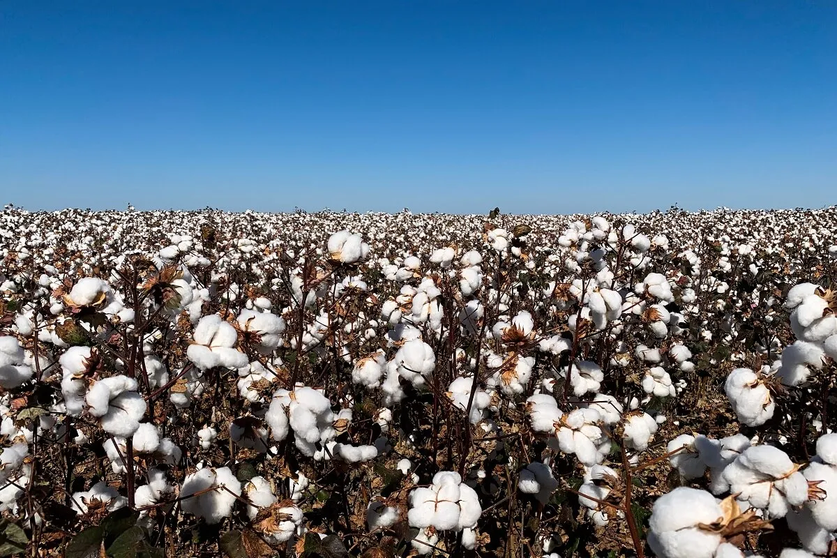 Safra de algodão foi sucesso na Bahia | Foto: Divulgação