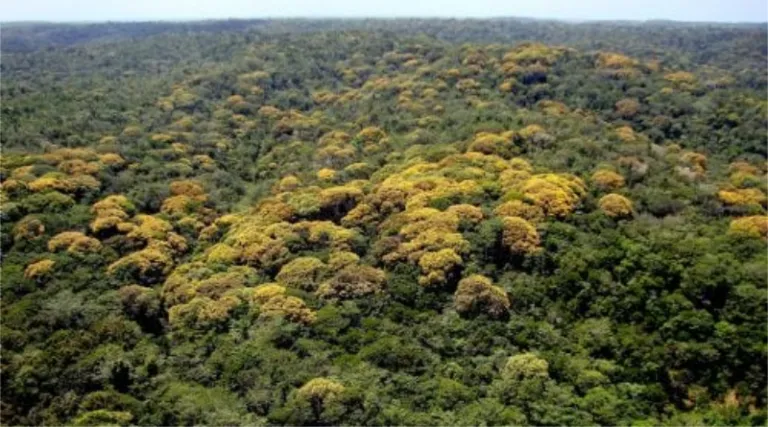 A Bracell em terrotório baiano, aproximadamente, 40% do total da vegetação nativa em suas propriedade.