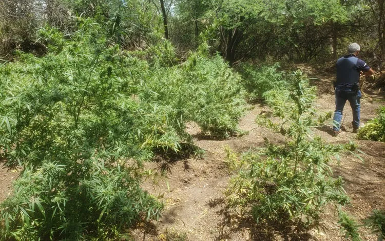 No local, também foram encontrados adubo, defensivos agrícolas, baldes e outros itens usados para o cultivo da erva.
