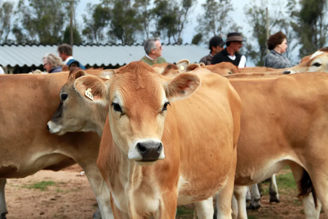 Casos foram no Mato Grosso e Minas Gerais | Foto: Divulgação/ Embrapa