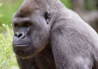 Gorilas de zoológico dos EUA testam positivo para Covid-19