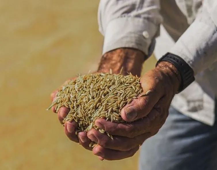 Cultivado no Rio, produto tem consistência e sabor únicos | Foto: Reprodução | Facebook Arroz anã