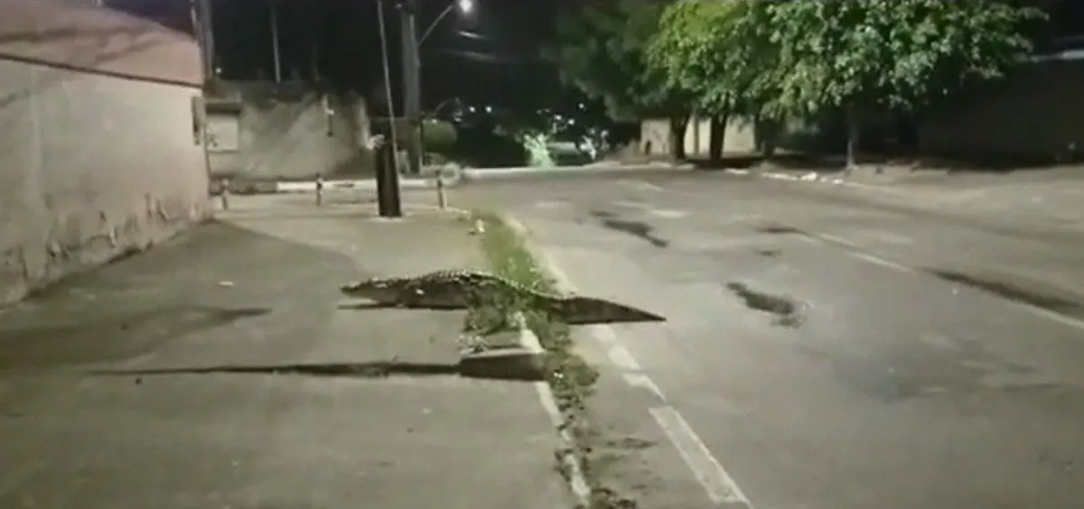 Segundo moradora, animal saiu da Lagoa do Plínio. | Foto: Reprodução/ Youtube