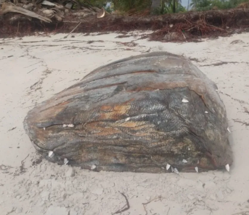 Ao todo, foram encontrados mais de 200 fardos de borracha em quatro anos | Foto: Matheus Dias | Arquivo Pessoal