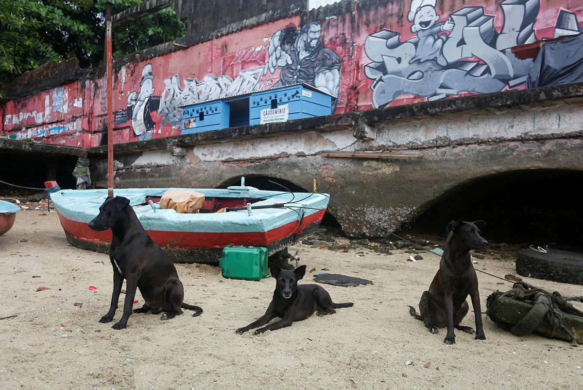 Na Ribeira, onde o número de cães abandonados é grande, uma casinha foi instalada para abrigá-los | Foto: Olga Leiria | Ag. A TARDE