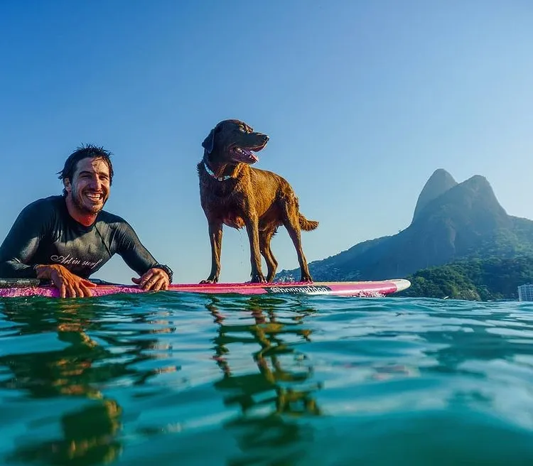 A celebridade canina já venceu cinco campeonatos mundiais | Foto: Divulgação