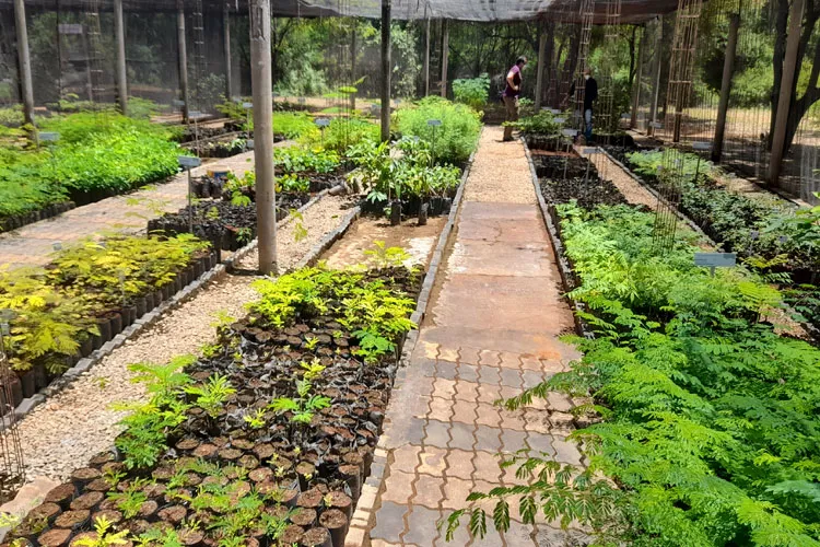 São mais de 60 espécies dentro do viveiro prontas para serem plantadas.