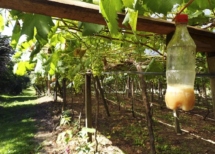 Pequenas propriedades do Vale do São Francisco são beneficiadas por tecnologia
