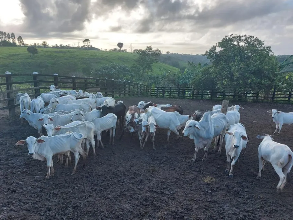 Operação apreendeu 120 cabeças de gado e identificou uma propriedade avaliada em mais de cinco milhões | Foto: Divulgação | PRF
