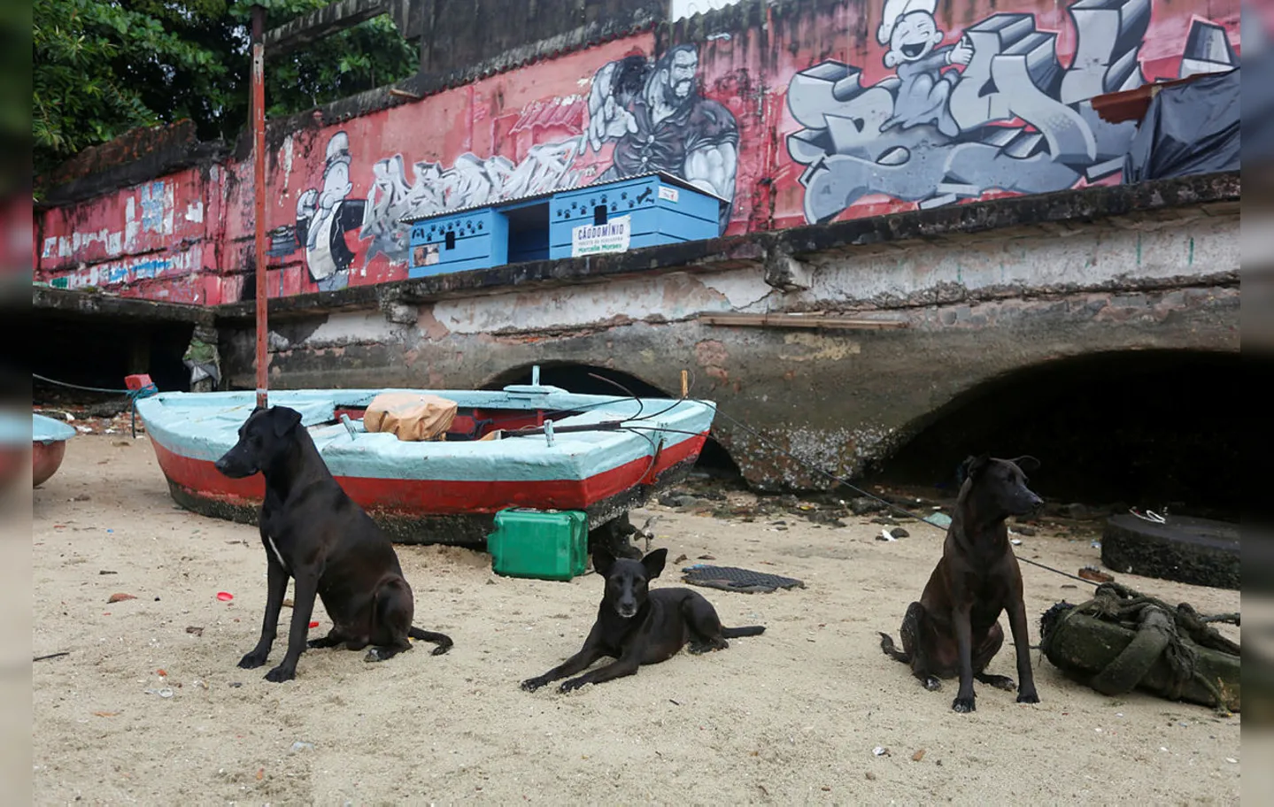 Na Ribeira, onde o número de cães abandonados é grande, uma casinha foi instalada para abrigá-los | Foto: Olga Leiria | Ag. A TARDE