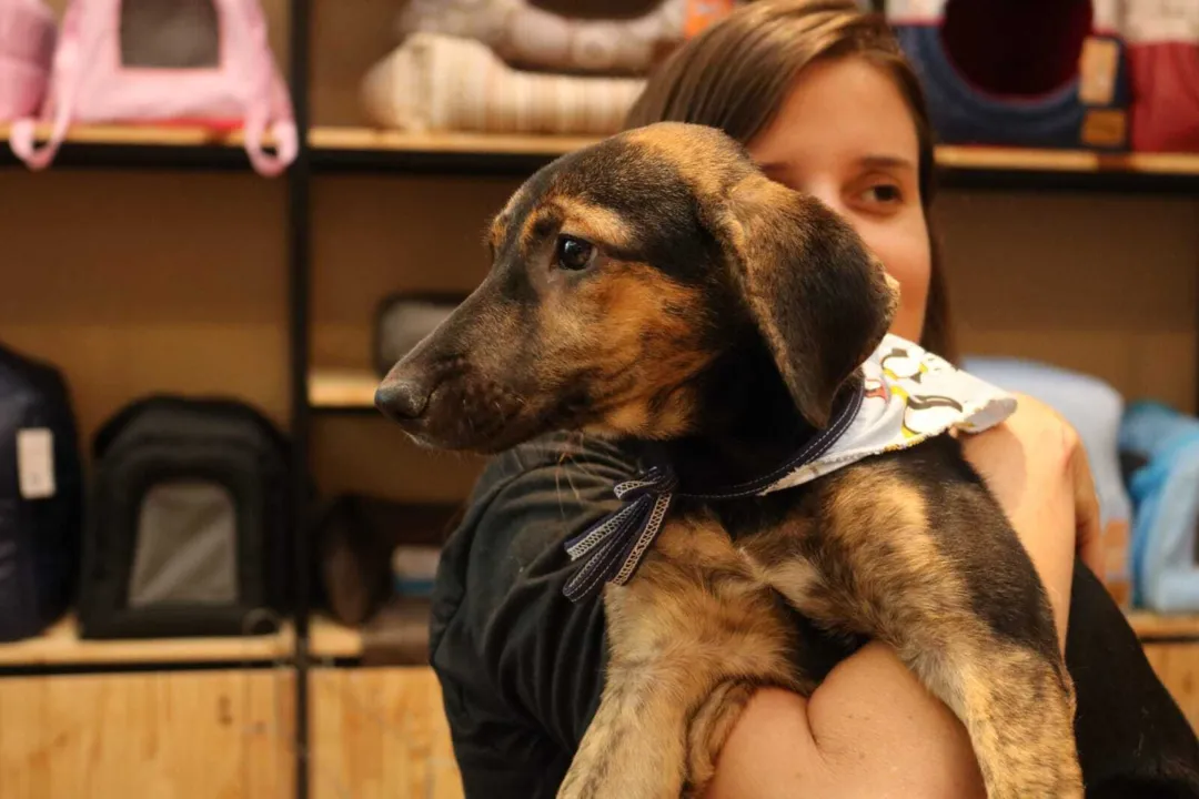 O interessado tem que ser maior de 18 anos e apresentar documento oficial com foto, além de passar por uma entrevista para avaliar as condições mínimas para cuidar de um pet.