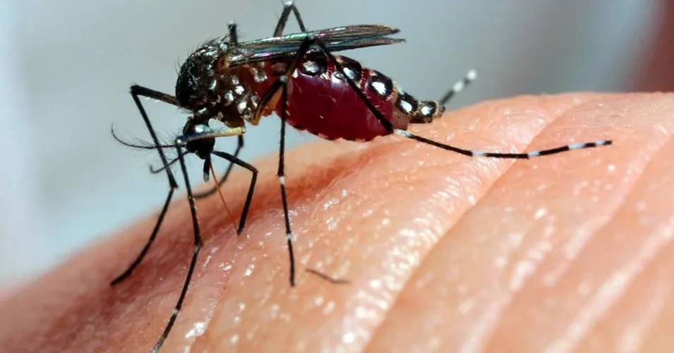 Aedes aegypti, mosquito transmissor da chikungunya