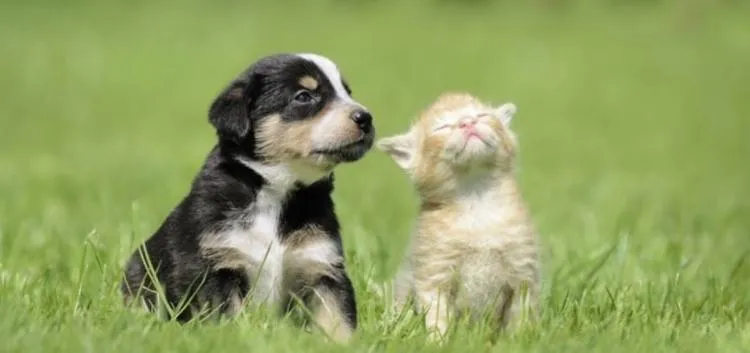 Atualmente, quando não há acordo sobre a guarda dos animais de estimação, cabe ao Estado decidir.