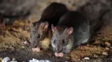 Imagem ilustrativa da imagem Estudo mostra como 'ressuscitar' espécie de rato extinta
