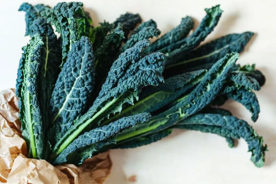 Cavolo nero é uma espécie de couve típica da região da Toscana