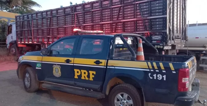 Os animais estavam sendo transportados dentro de um caminhão boiadeiro